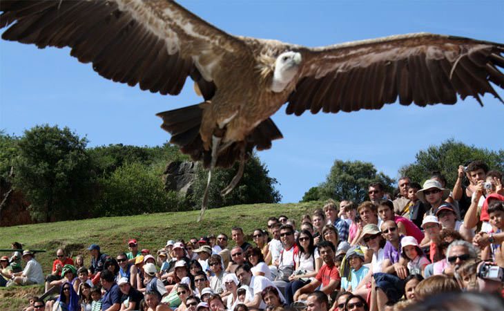 exhibición aves rapaces