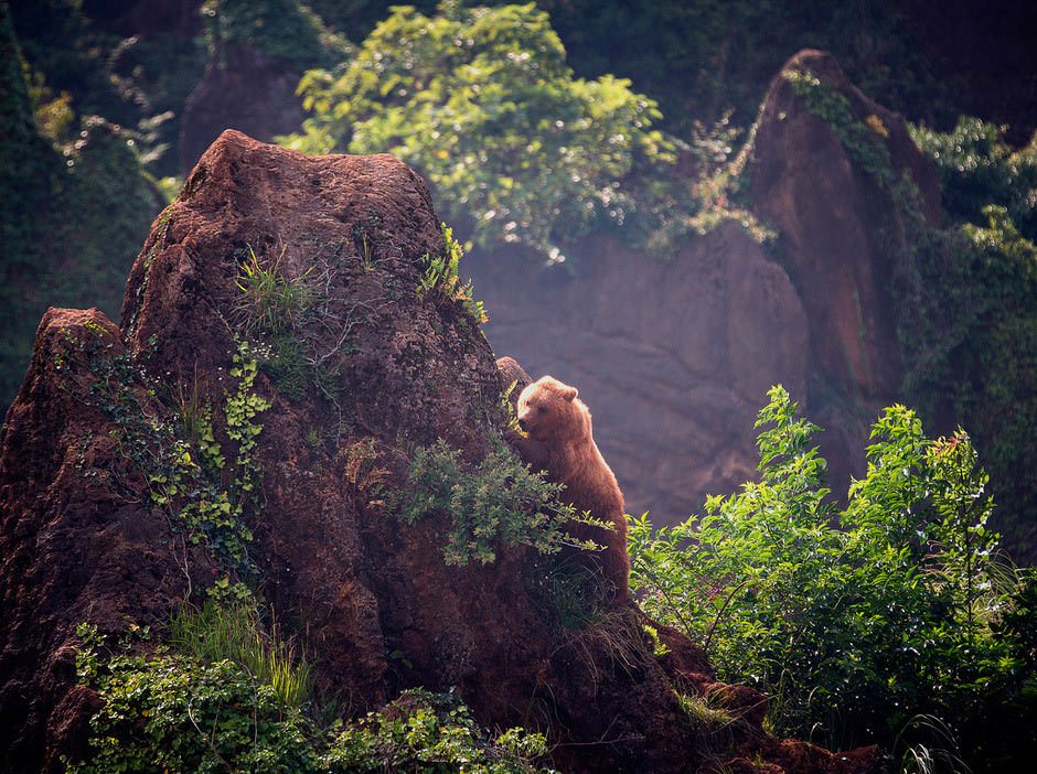 cabárceno oso pardo